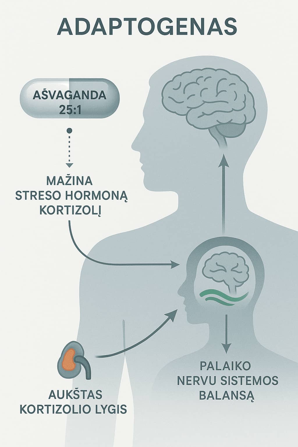 Ašvagandos poveikio kortizoliui infografikas – adaptogeno veikimo schema nervų sistemai palaikyti.