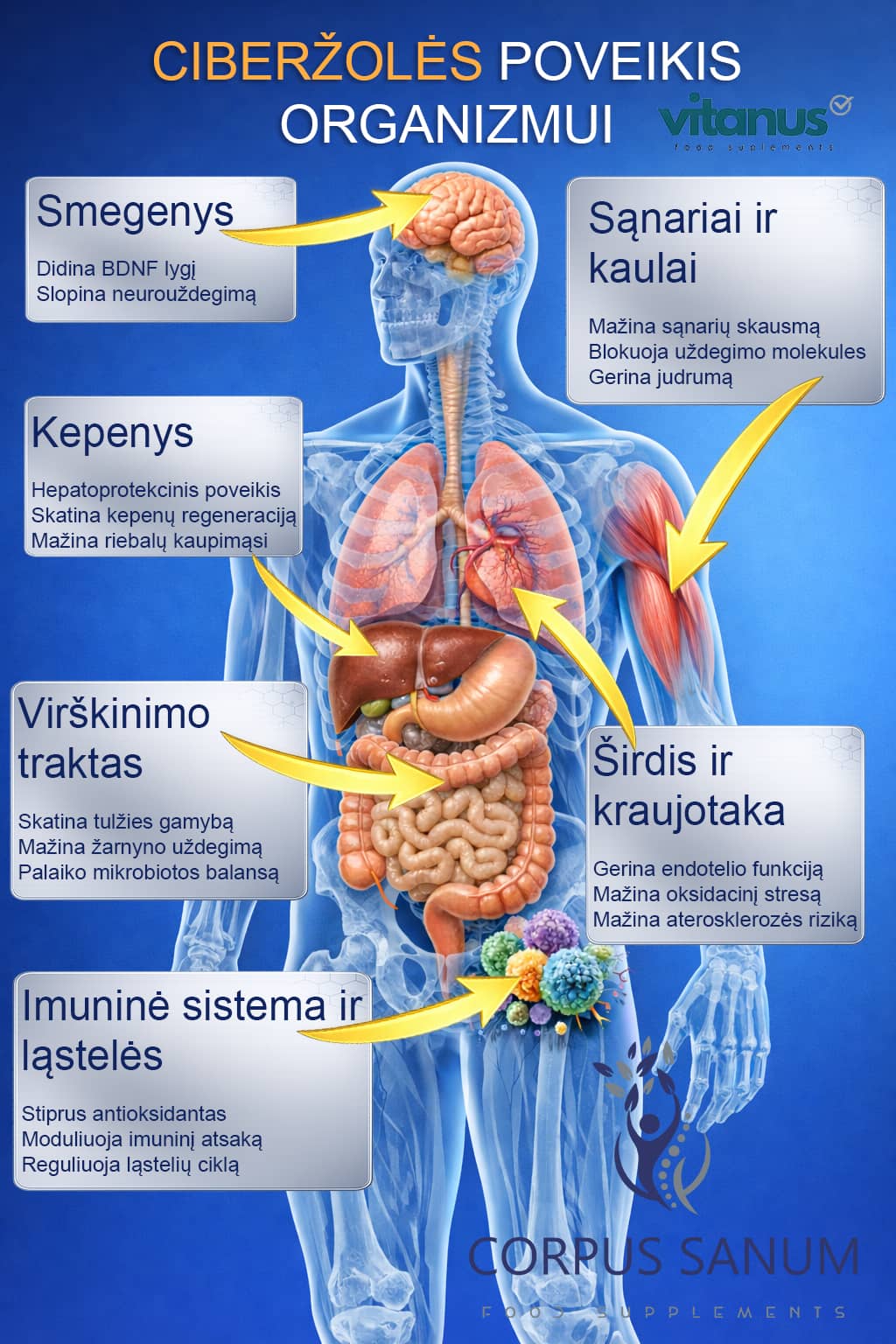 Corpus Sanum Ciberžolės poveikis organizmui